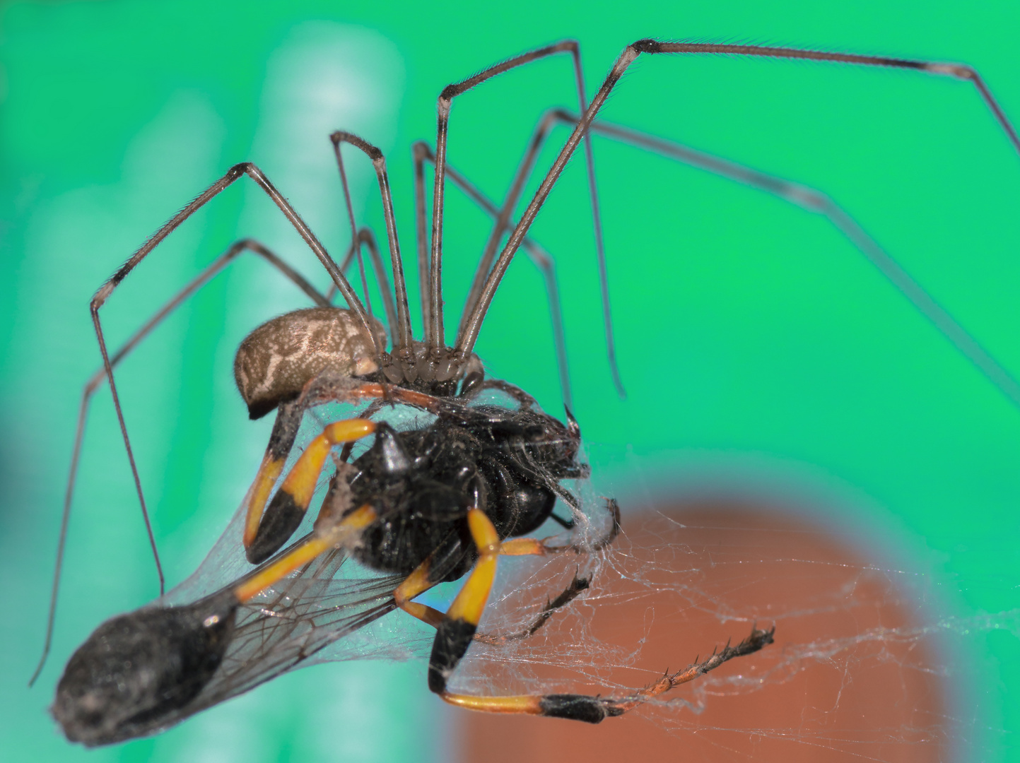 Kampf Foto & Bild tiere, wildlife, spinnen Bilder auf