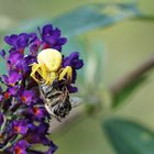 Kampf auf dem Sommerflieder