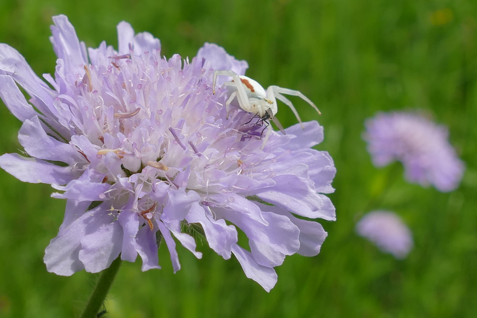 Kampf auf der Blüte