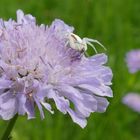 Kampf auf der Blüte