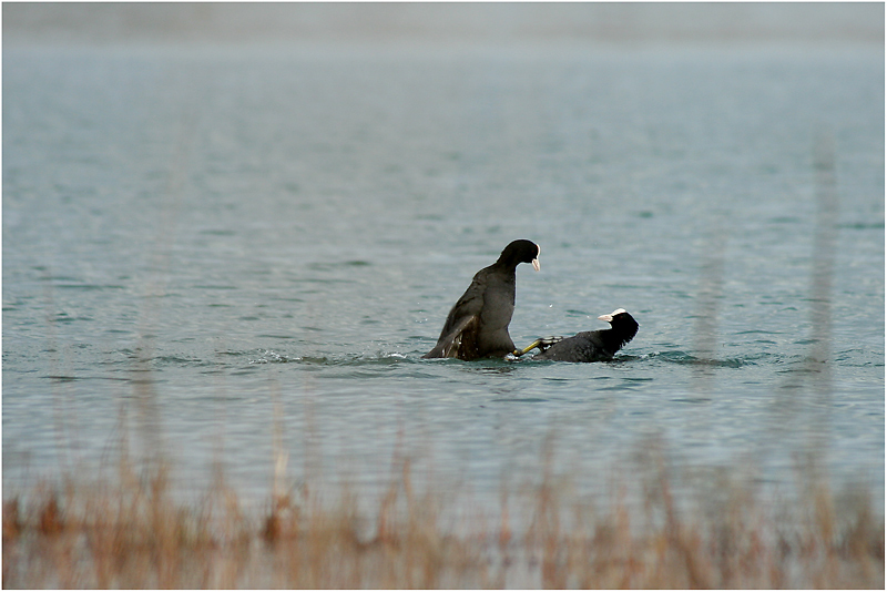 Kampf der Blässhühner (Fulica atra)