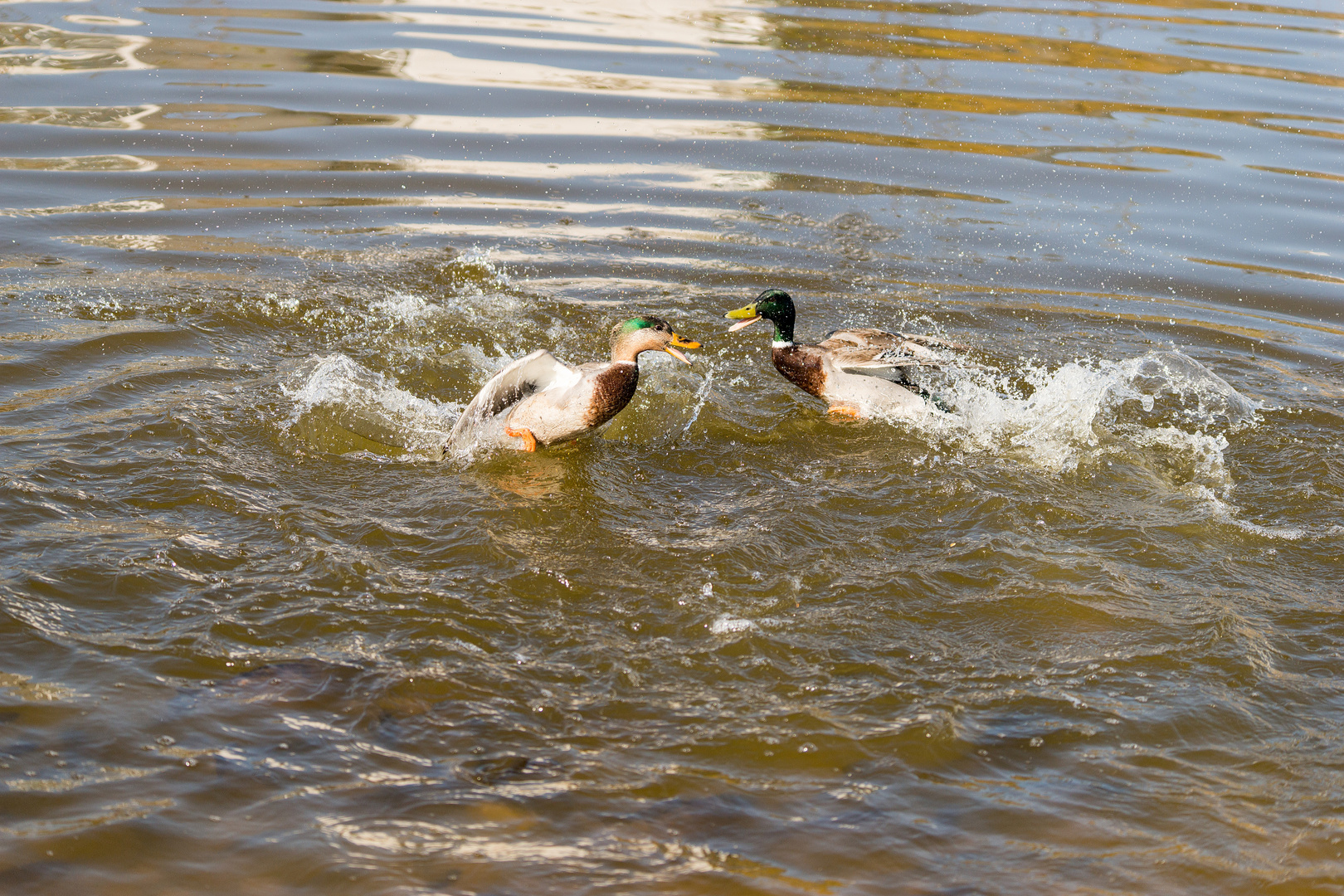 Kampf der Enten