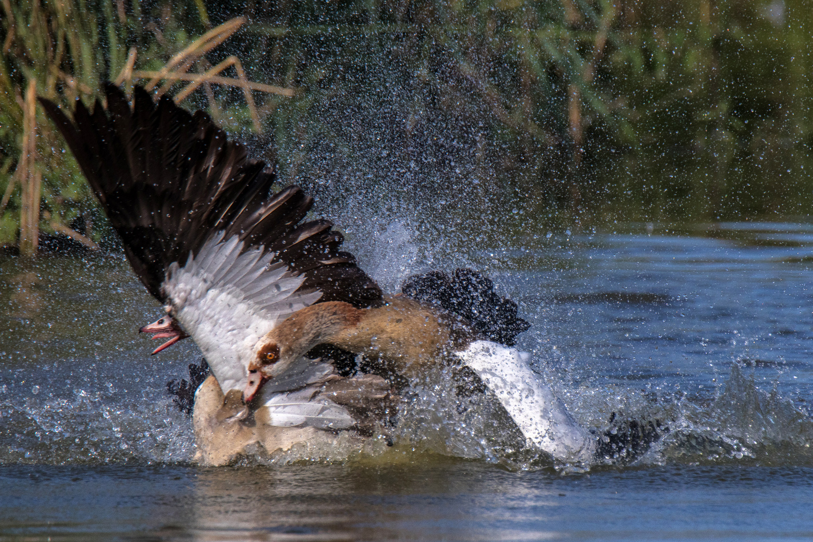 Kampf der Giganten Foto & Bild wasser, teich, natur Bilder auf