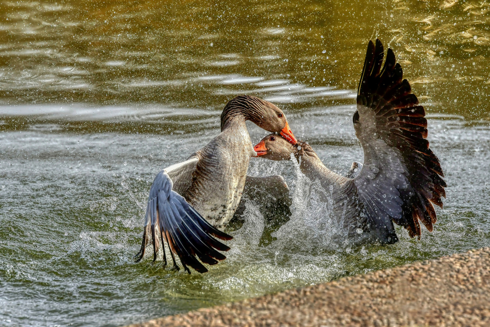 Kampf der Graugänse