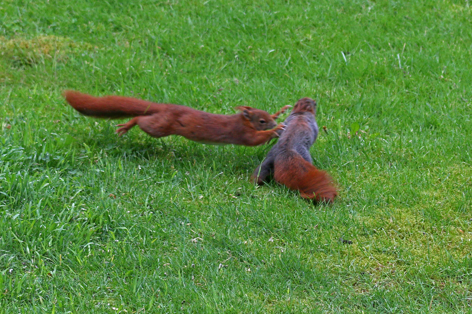 Kampf der Hörnchen (Doku)