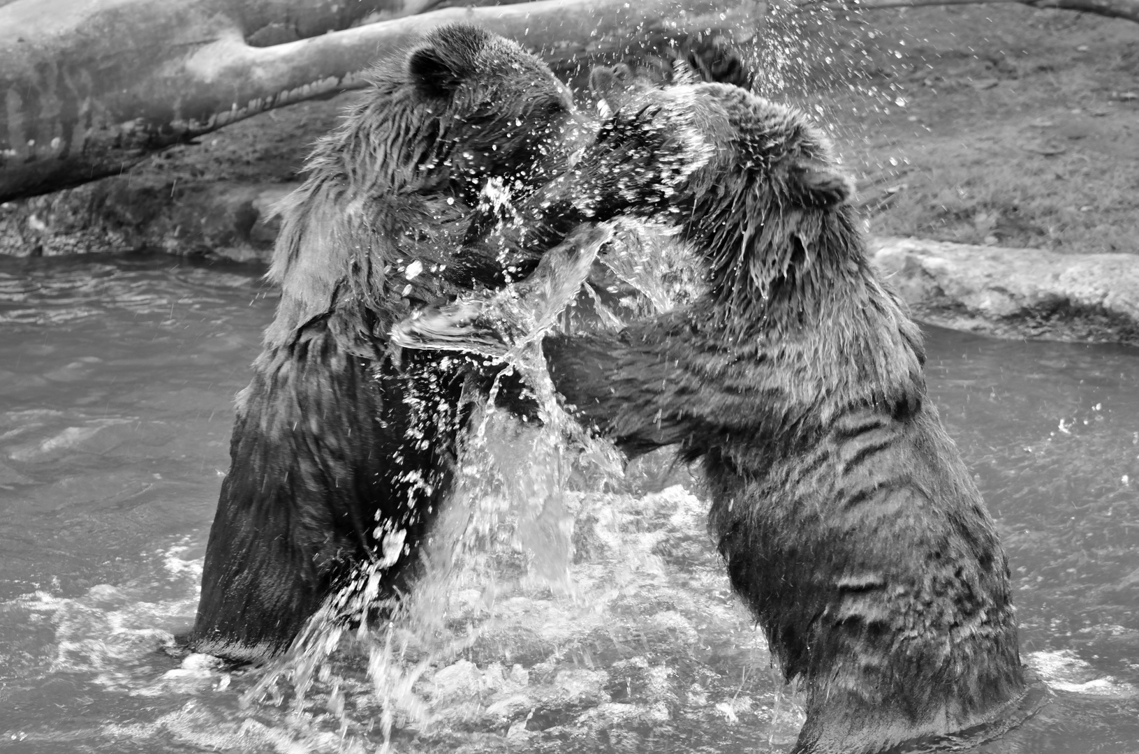 Kampf der Jungbären