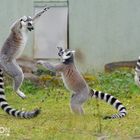 Kampf der Kattas (aka Lemuren)