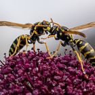 Kampf der kleinen Giganten 