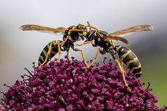 Kampf der kleinen Giganten 