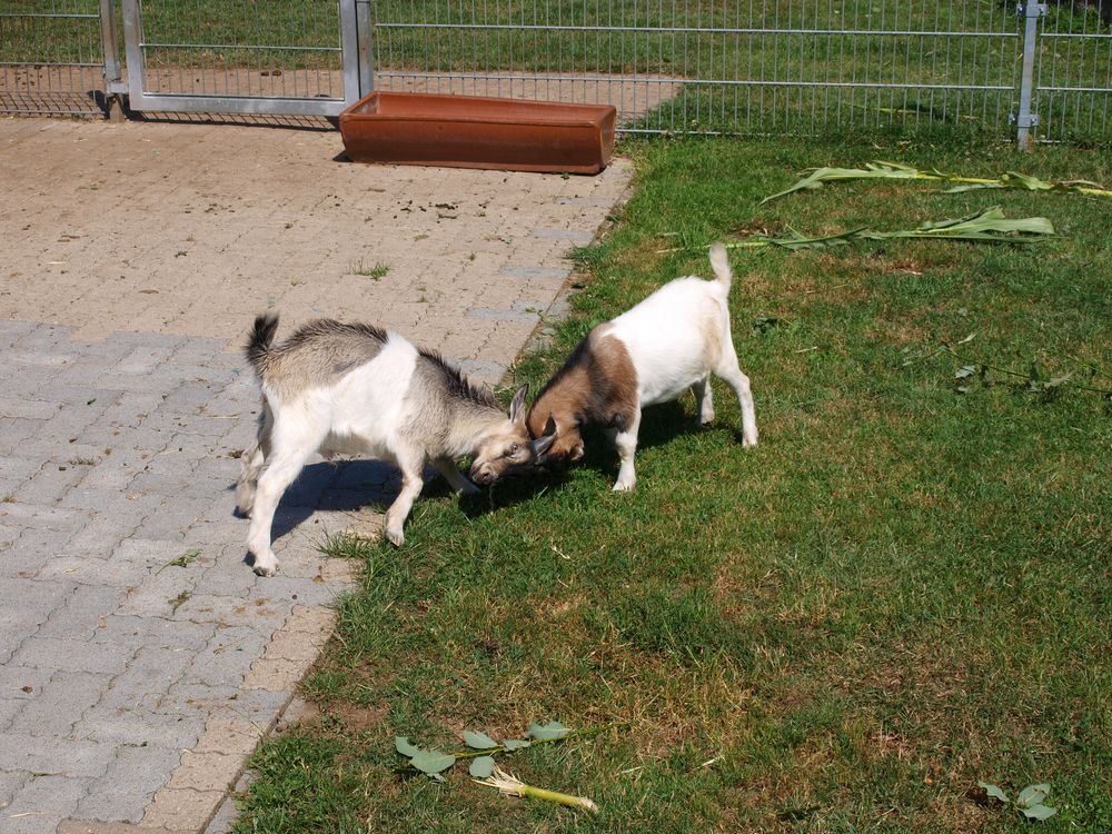 Kampf der kleinen Giganten :-)