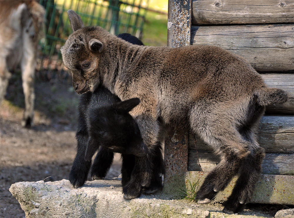 Kampf der Kuscheltiere