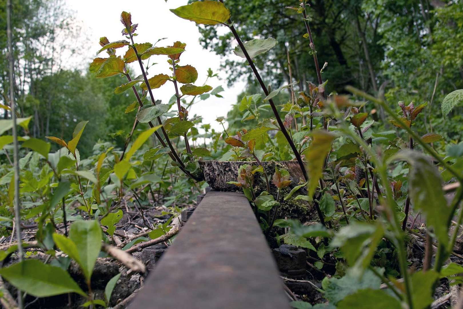 Kampf der Natur