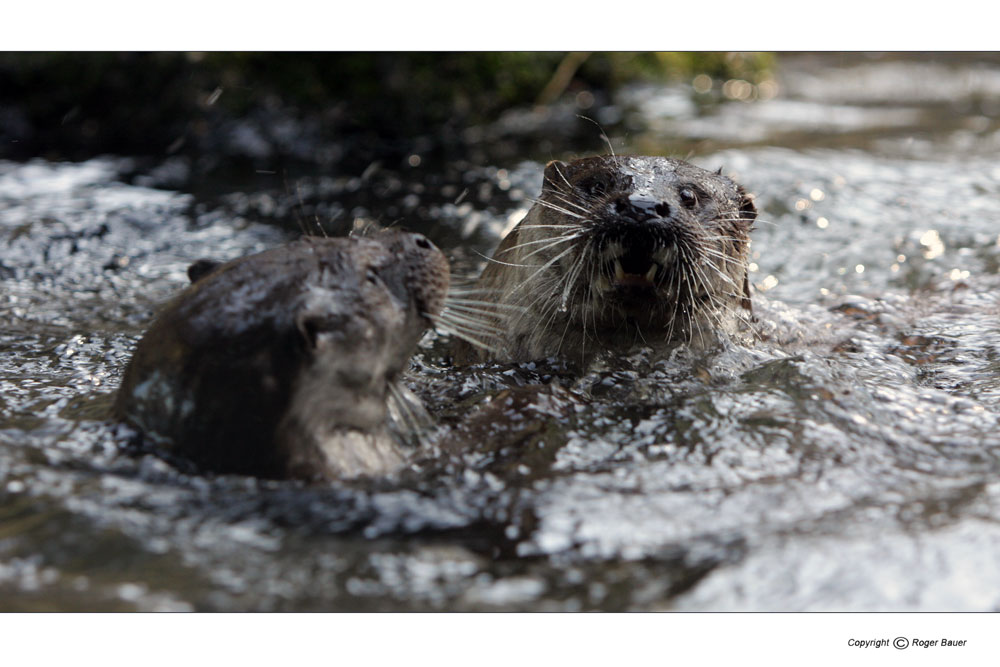 Kampf der Otter im Zürcher Zoo