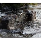 Kampf der Otter im Zürcher Zoo