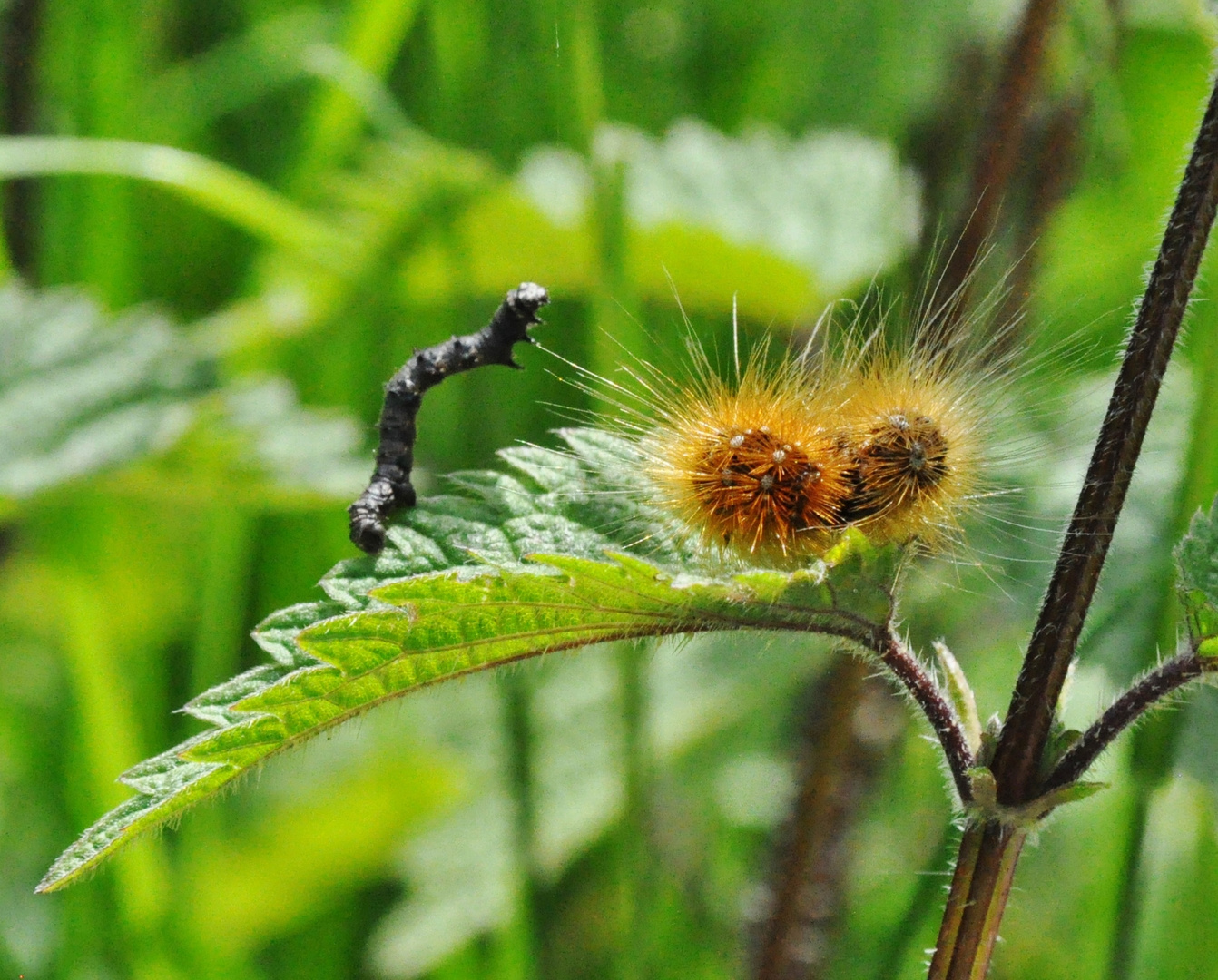 Kampf der Raupen Foto & Bild natur, insekten, tiere Bilder auf