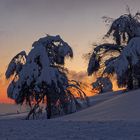 Kampf der Schneebäume