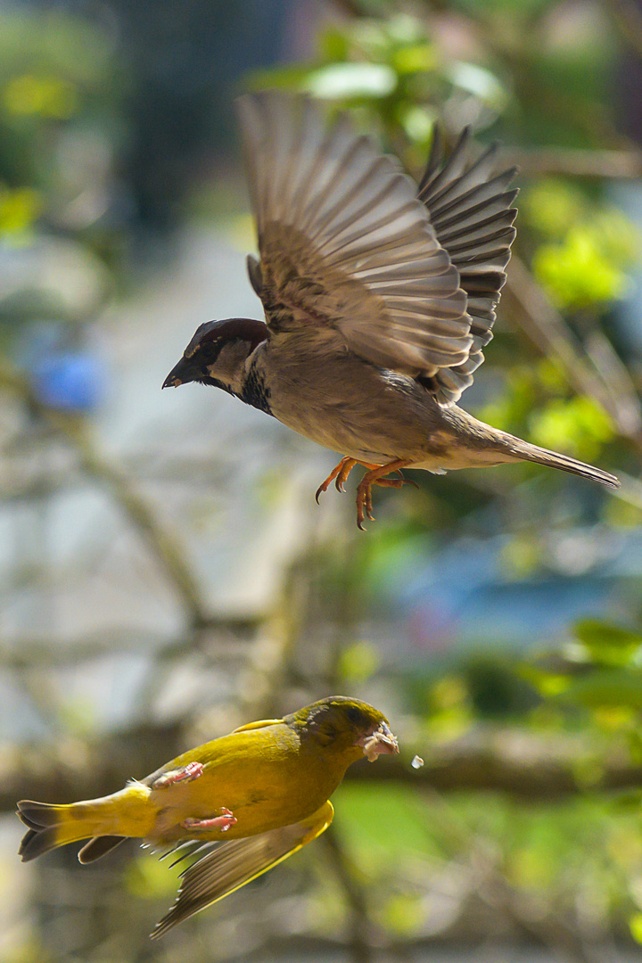 Kampf der Vögel