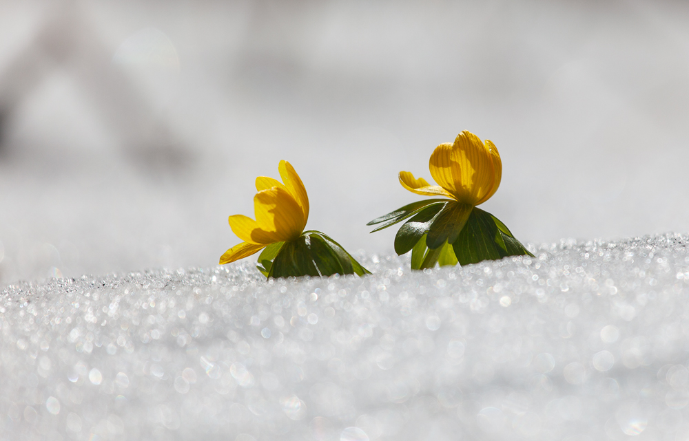 Kampf Frühling gegen Winter