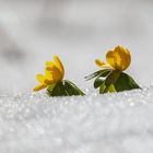 Kampf Frühling gegen Winter