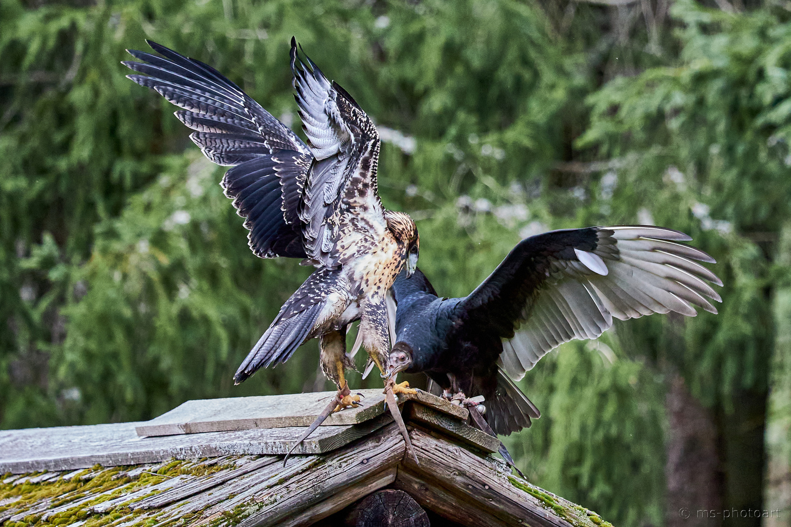 Kampf Geier gegen Adler