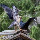 Kampf Geier gegen Adler