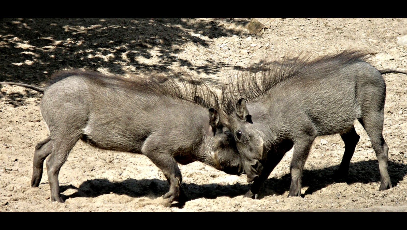 Kampf im Berliner Zoo