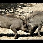 Kampf im Berliner Zoo