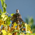 Kampf im Feigenbaum