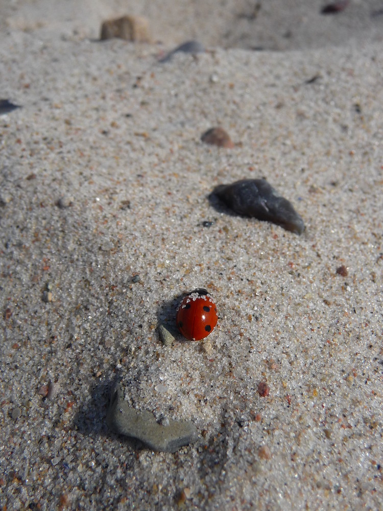 Kampf im Ostseesand