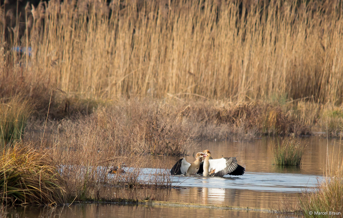 Kampf im Wasser