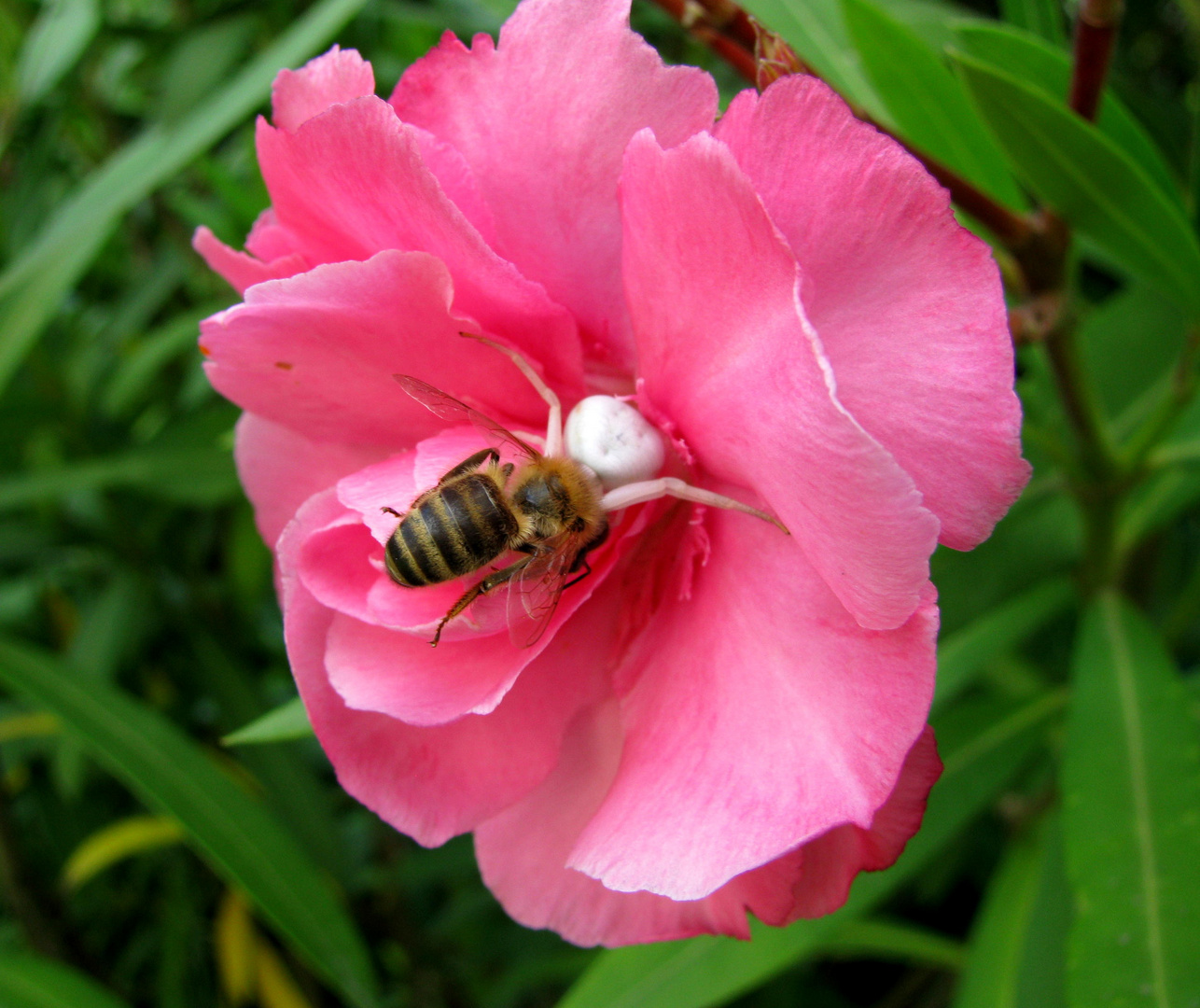 Kampf in einer Oleanderblüte