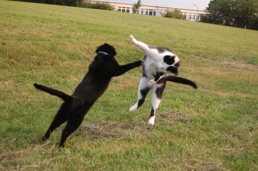 kampf Katzen Foto & Bild tiere, natur Bilder auf