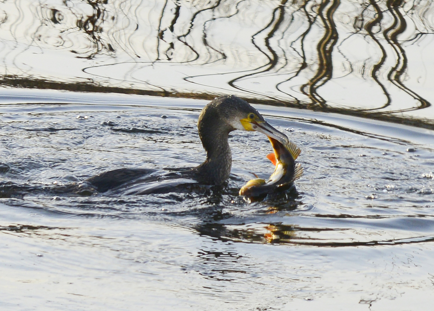   Kampf mit dem Fisch   -   Fight with the fish