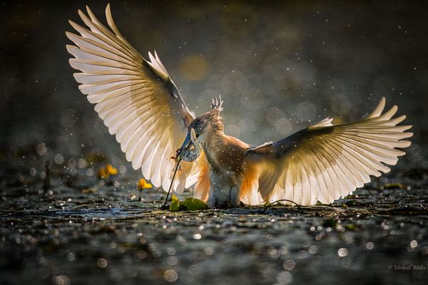 Kampf mit dem Frühstück