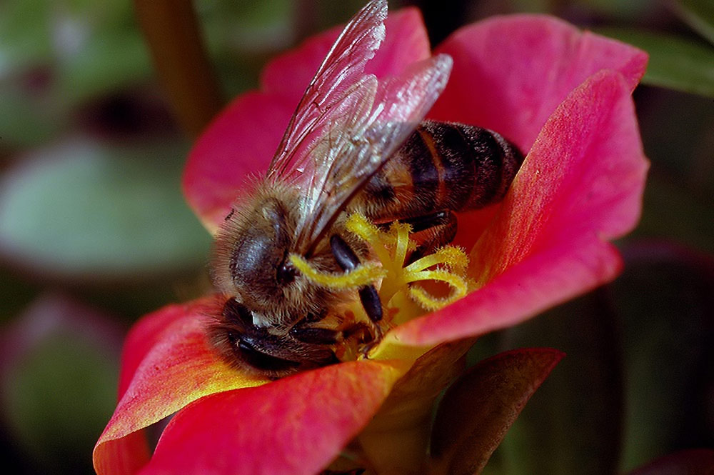 Kampf mit dem Pollen 2