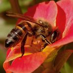 Kampf mit dem Pollen