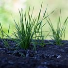 Kampf Natur gegen Beton