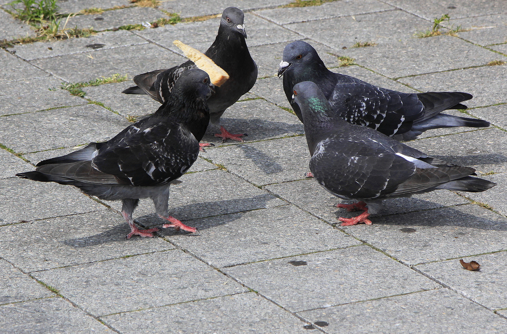 kampf um brot