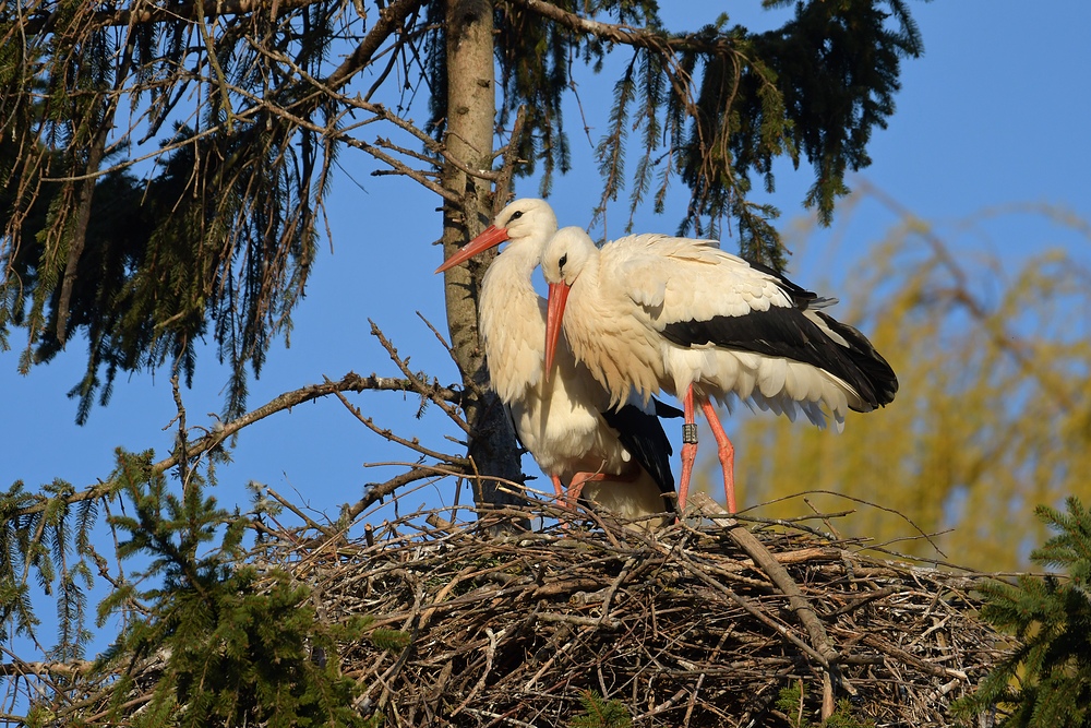 Kampf um das Weißstorch – Nest: Die Gewinner 01