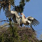 Kampf um das Weißstorch – Nest: Starke Frau, schwacher Mann 01