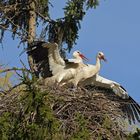 Kampf um das Weißstorch – Nest: Starke Frau, schwacher Mann 02