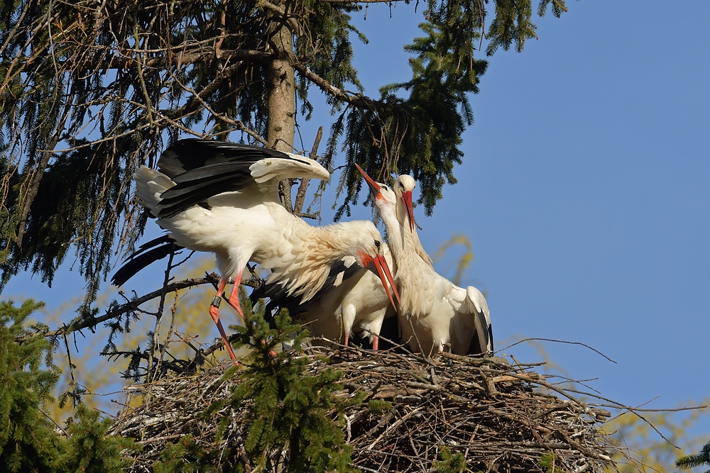 Kampf um das Weißstorch – Nest: Starke Frau, schwacher Mann 03