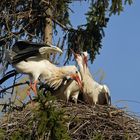 Kampf um das Weißstorch – Nest: Starke Frau, schwacher Mann 03