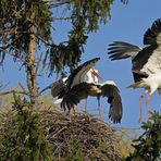 Kampf um das Weißstorch – Nest: Starke Frau, schwacher Mann 04