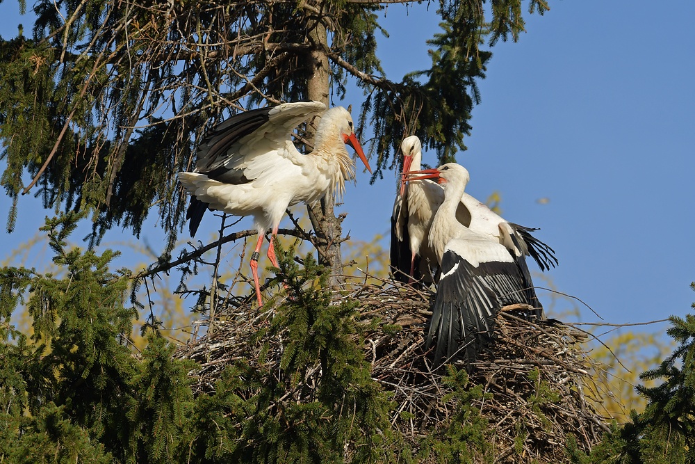 Kampf um das Weißstorch – Nest: Starke Frau, schwacher Mann 05