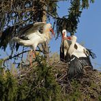 Kampf um das Weißstorch – Nest: Starke Frau, schwacher Mann 05