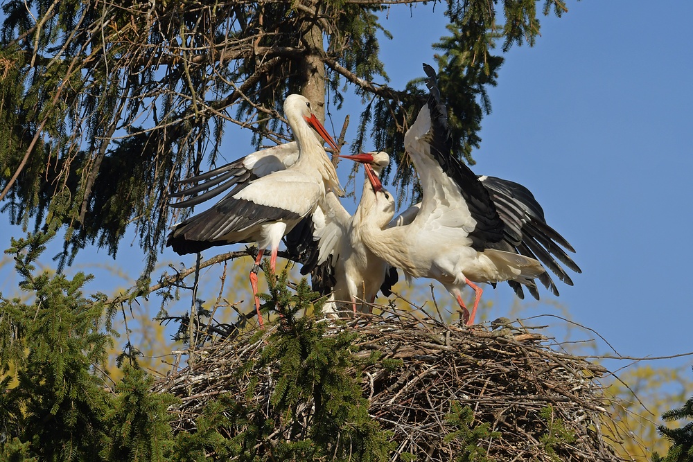 Kampf um das Weißstorch – Nest: Starke Frau, schwacher Mann 06