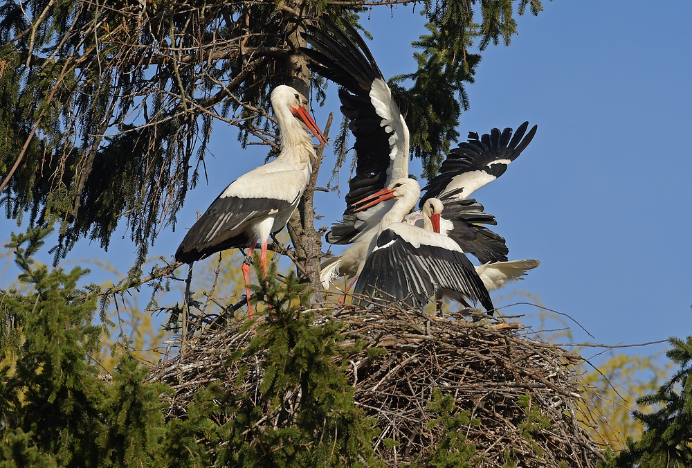 Kampf um das Weißstorch – Nest: Starke Frau, schwacher Mann 07