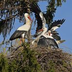 Kampf um das Weißstorch – Nest: Starke Frau, schwacher Mann 07