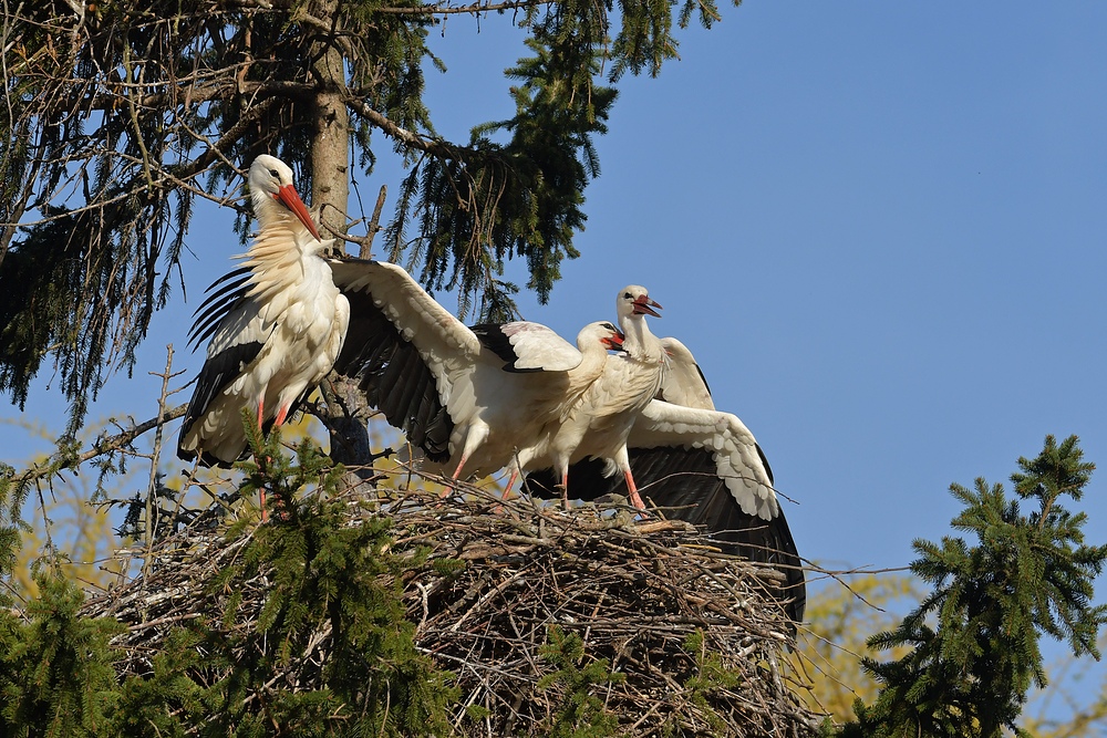 Kampf um das Weißstorch – Nest: Starke Frau, schwacher Mann 09